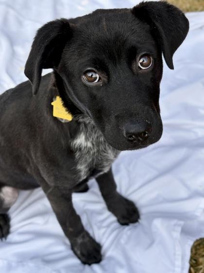 Enlarge Sally, a Adoptable mixed breed in Malvern, PA image 1/3