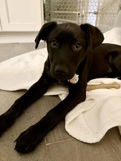 Enlarge Sally, a Adoptable mixed breed in Malvern, PA image 2/3