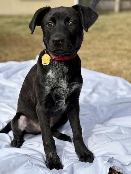 Enlarge Sally, a Adoptable mixed breed in Malvern, PA image 3/3