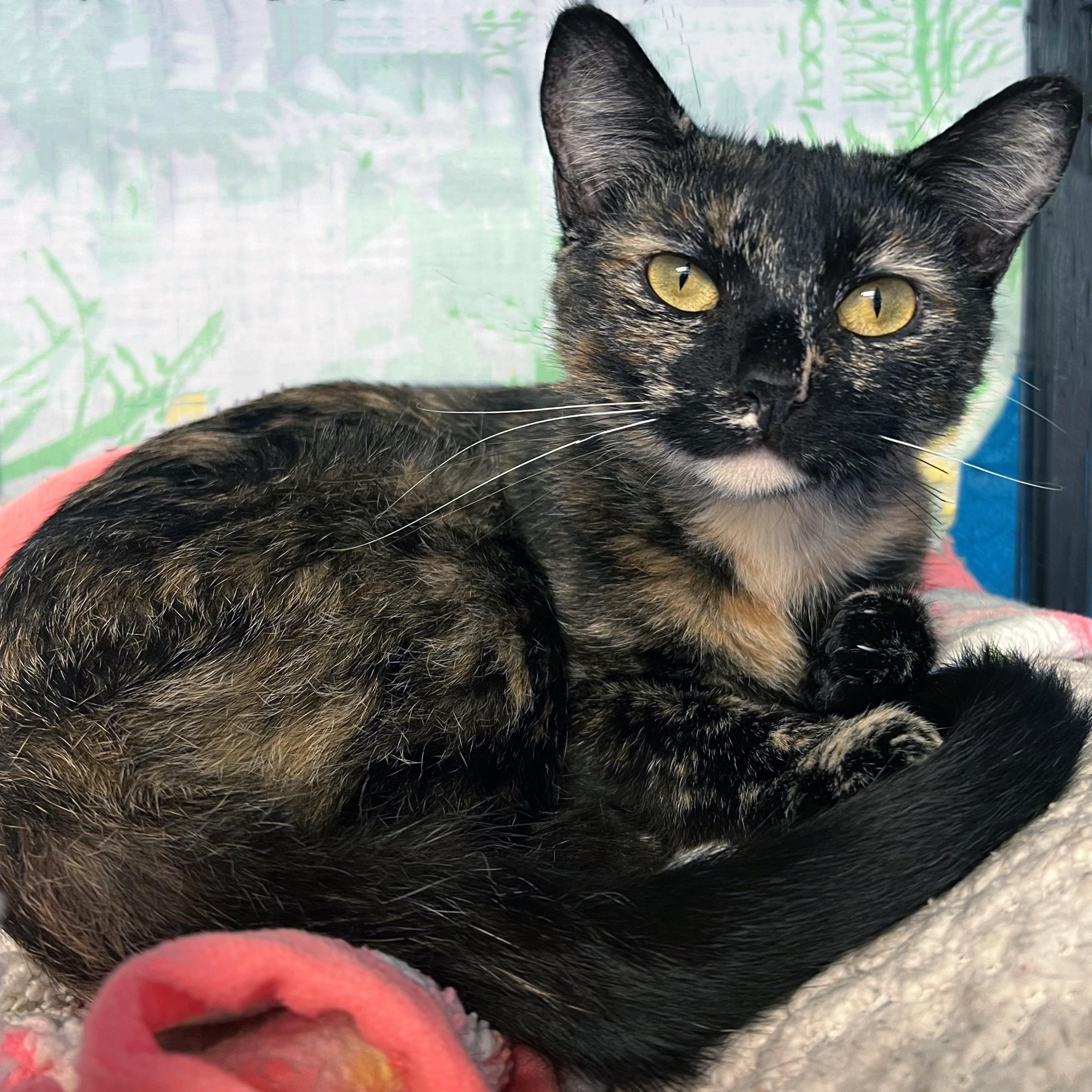 Enlarge Twilight, a ADOPTABLE Domestic Short Hair in St. Louis, MO image 1/1