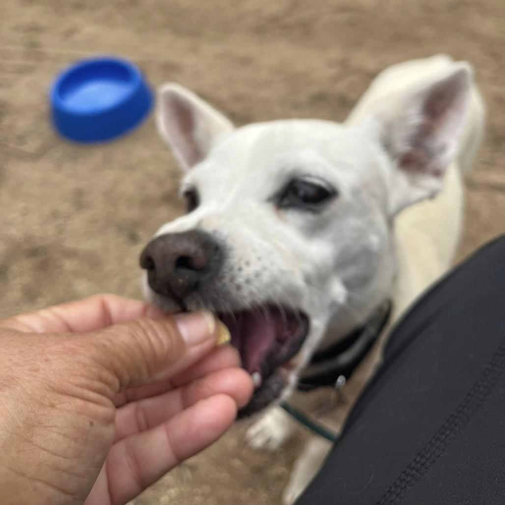 Happy, Adoptable, Senior Male Chihuahua.