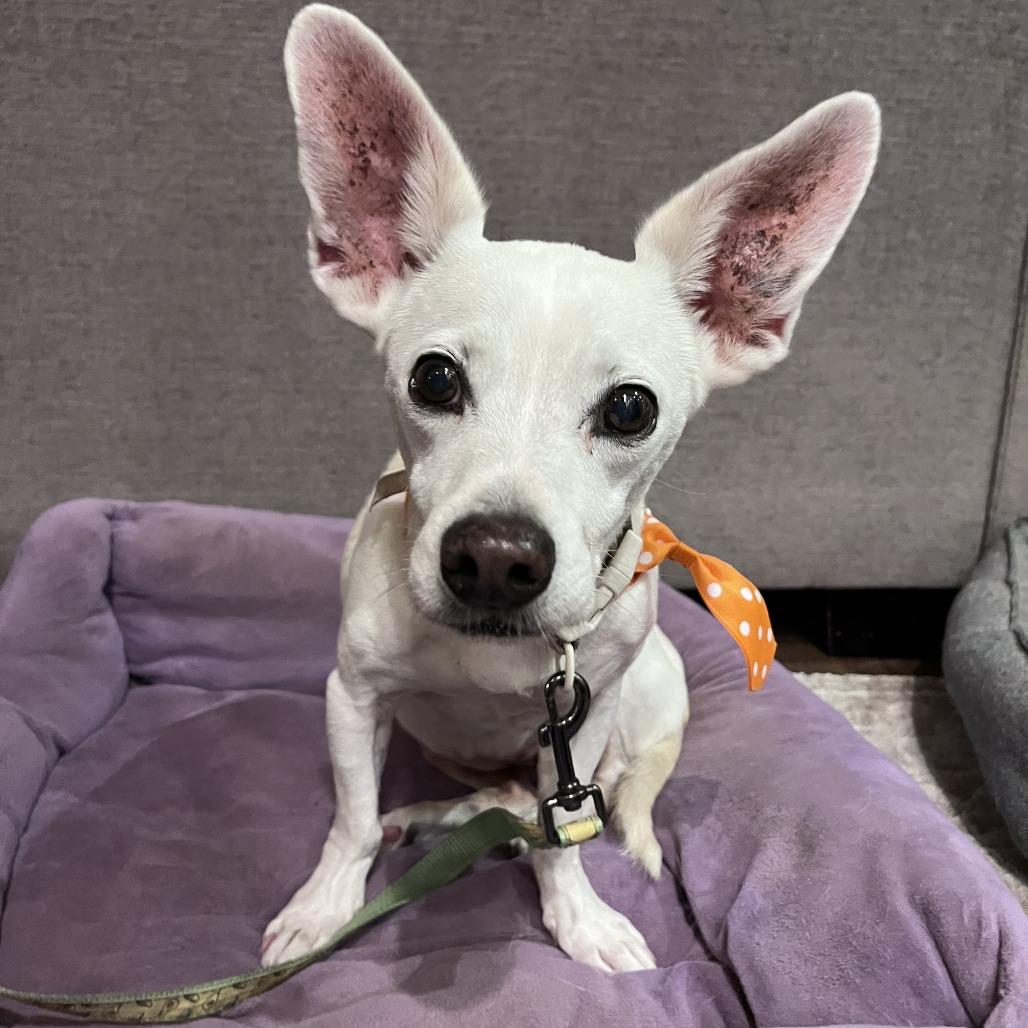 Happy, a Adoptable Chihuahua in Silver Spring, MD image 2/6