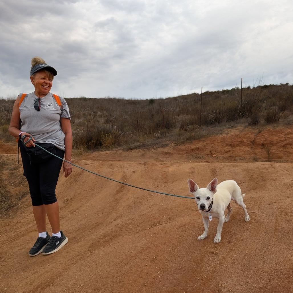 Happy, a Adoptable Chihuahua in Silver Spring, MD image 3/6