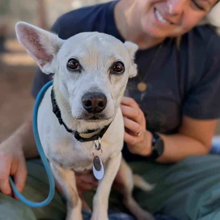 Happy, a Adoptable Chihuahua in Silver Spring, MD image 4/6