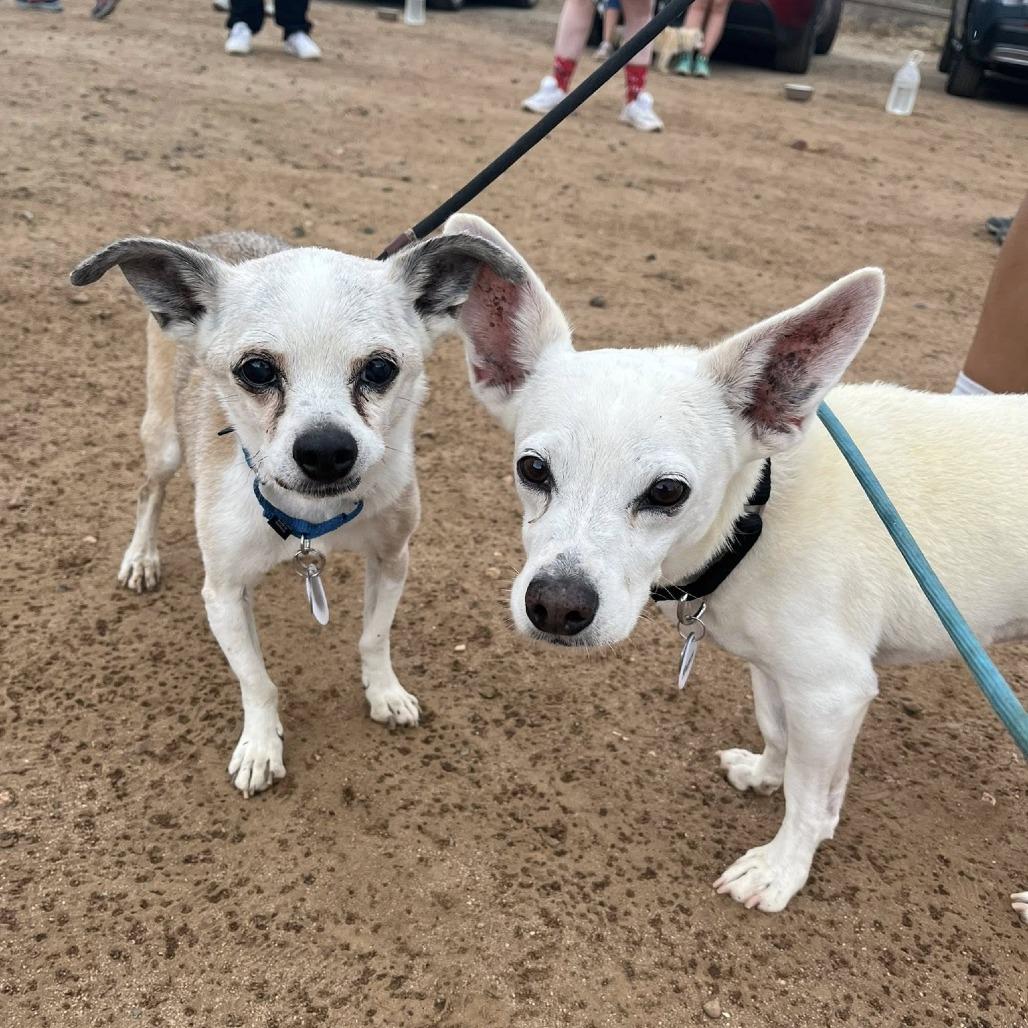 Happy, a Adoptable Chihuahua in Silver Spring, MD image 5/6