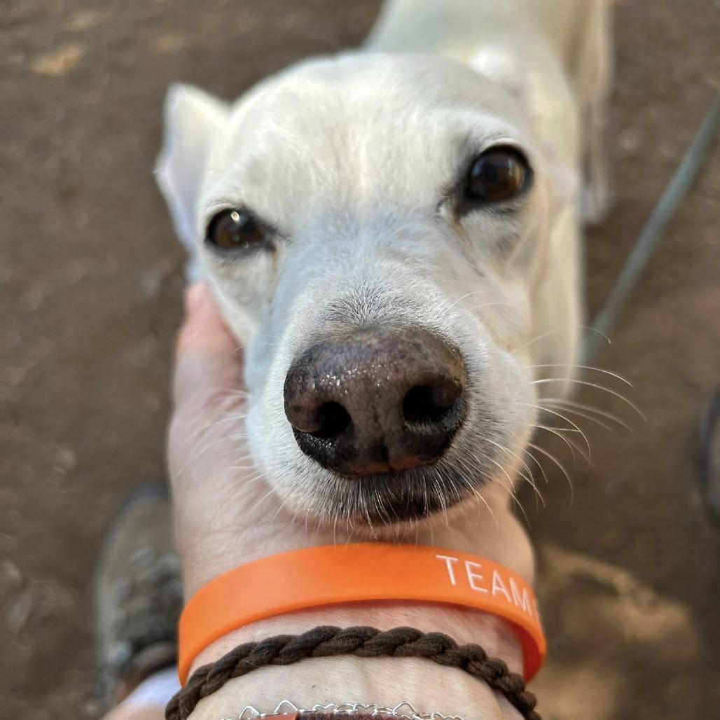 Happy, a Adoptable Chihuahua in Silver Spring, MD image 6/6