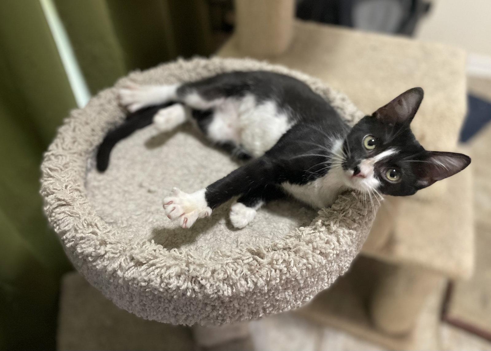 Enlarge Attalia, a Adoptable mixed breed in Oxford, MS image 1/2