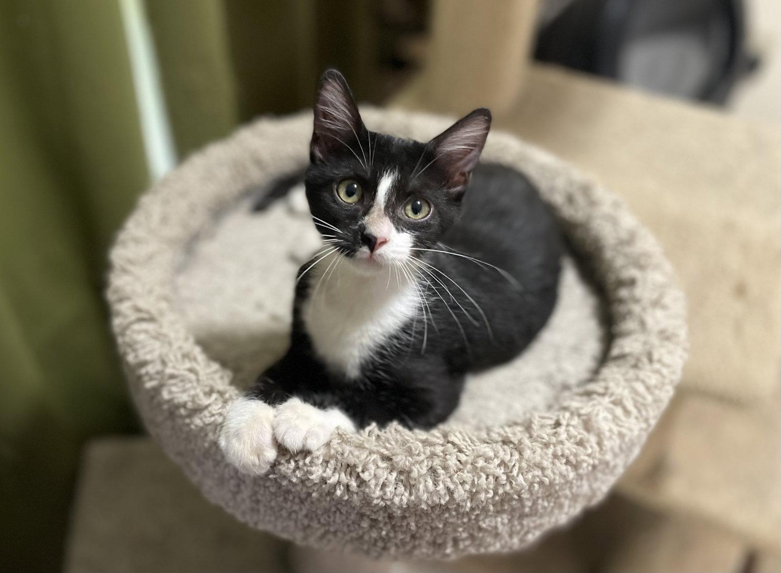 Enlarge Attalia, a Adoptable mixed breed in Oxford, MS image 2/2