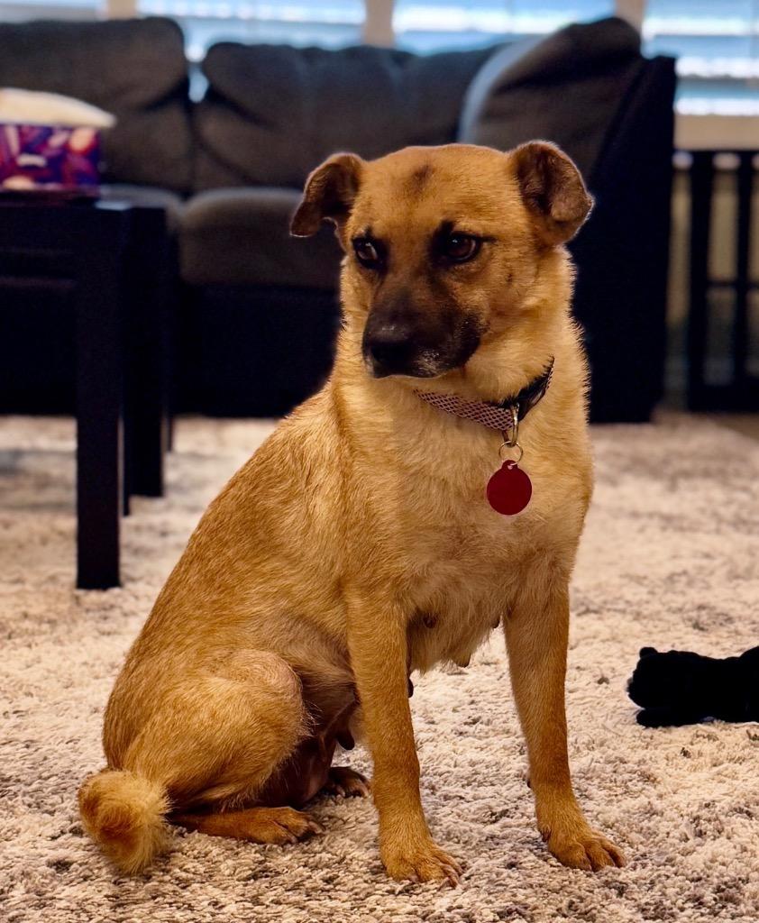 Enlarge Felicity, a Adoptable mixed breed in Gilbert, AZ image 1/6