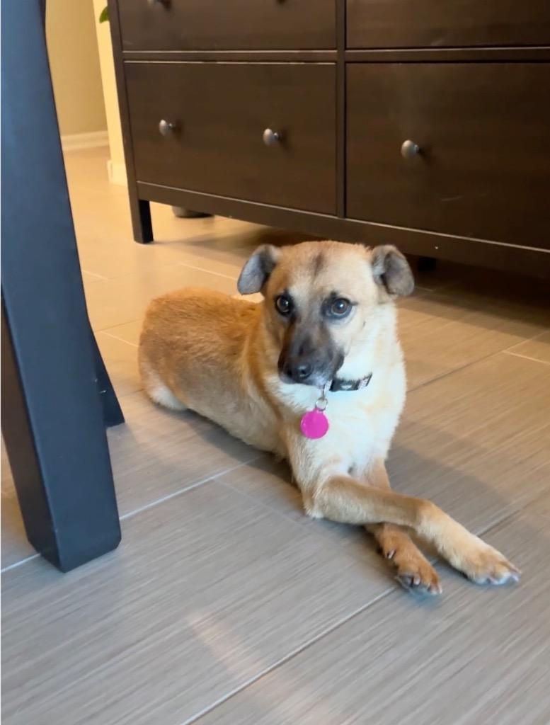Enlarge Felicity, a Adoptable mixed breed in Gilbert, AZ image 2/6