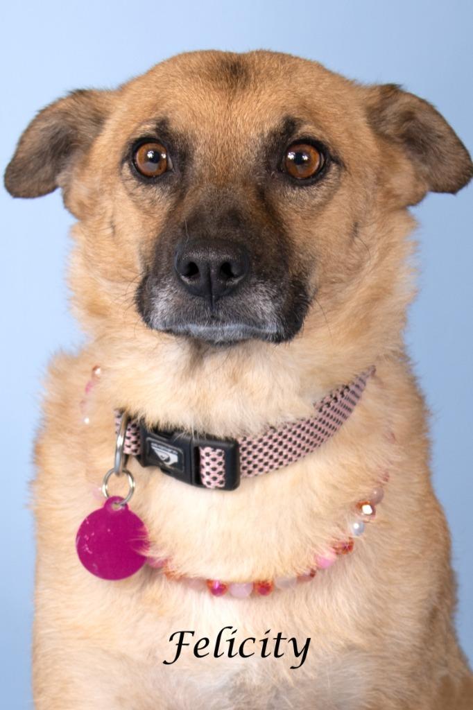 Enlarge Felicity, a Adoptable mixed breed in Gilbert, AZ image 3/6