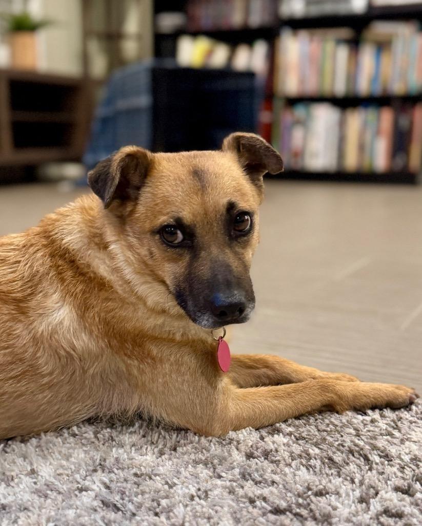 Enlarge Felicity, a Adoptable mixed breed in Gilbert, AZ image 4/6