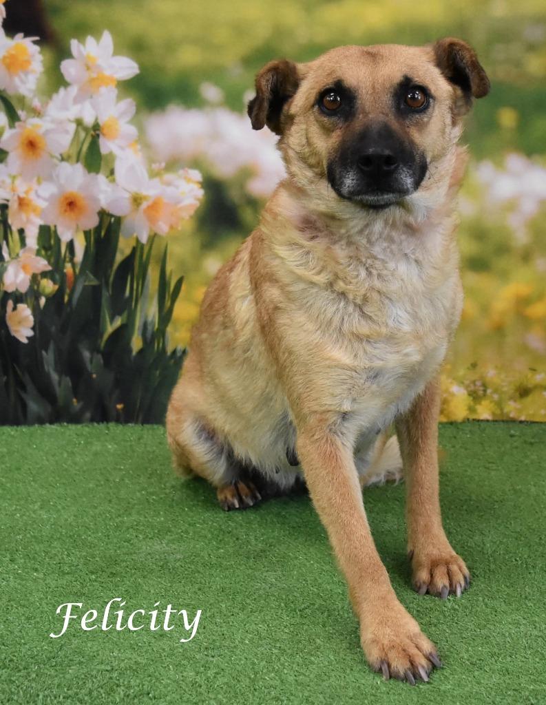 Enlarge Felicity, a Adoptable mixed breed in Gilbert, AZ image 5/6