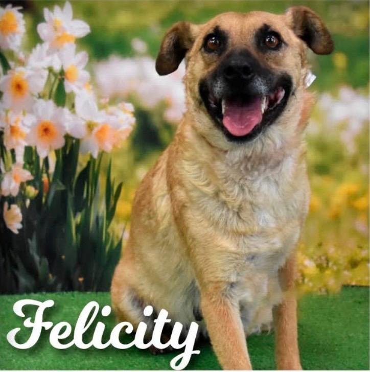 Enlarge Felicity, a Adoptable mixed breed in Gilbert, AZ image 6/6