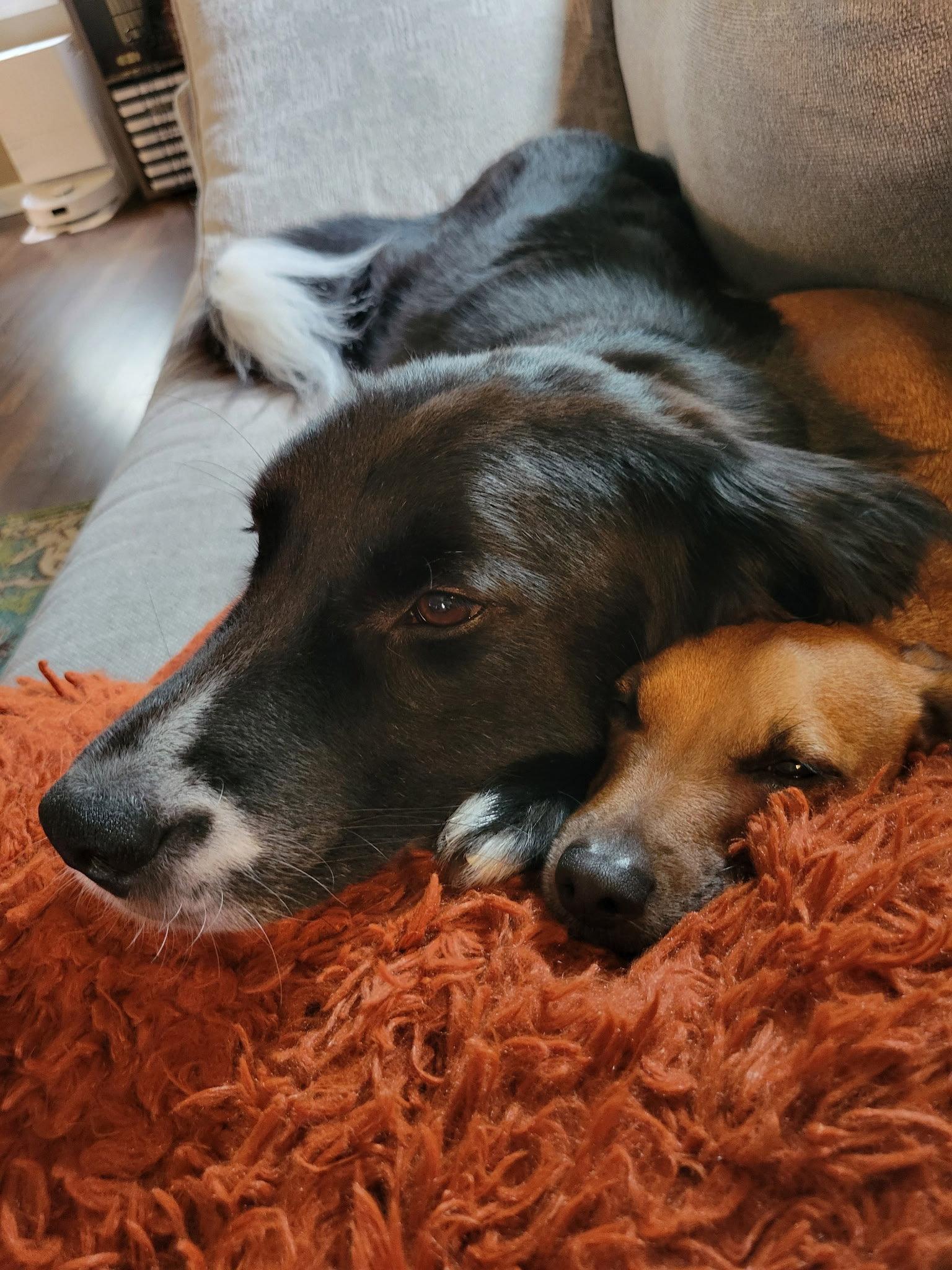 Percy-the super smart lover boy, a Adopted mixed breed in Rootstown, OH image 1/3