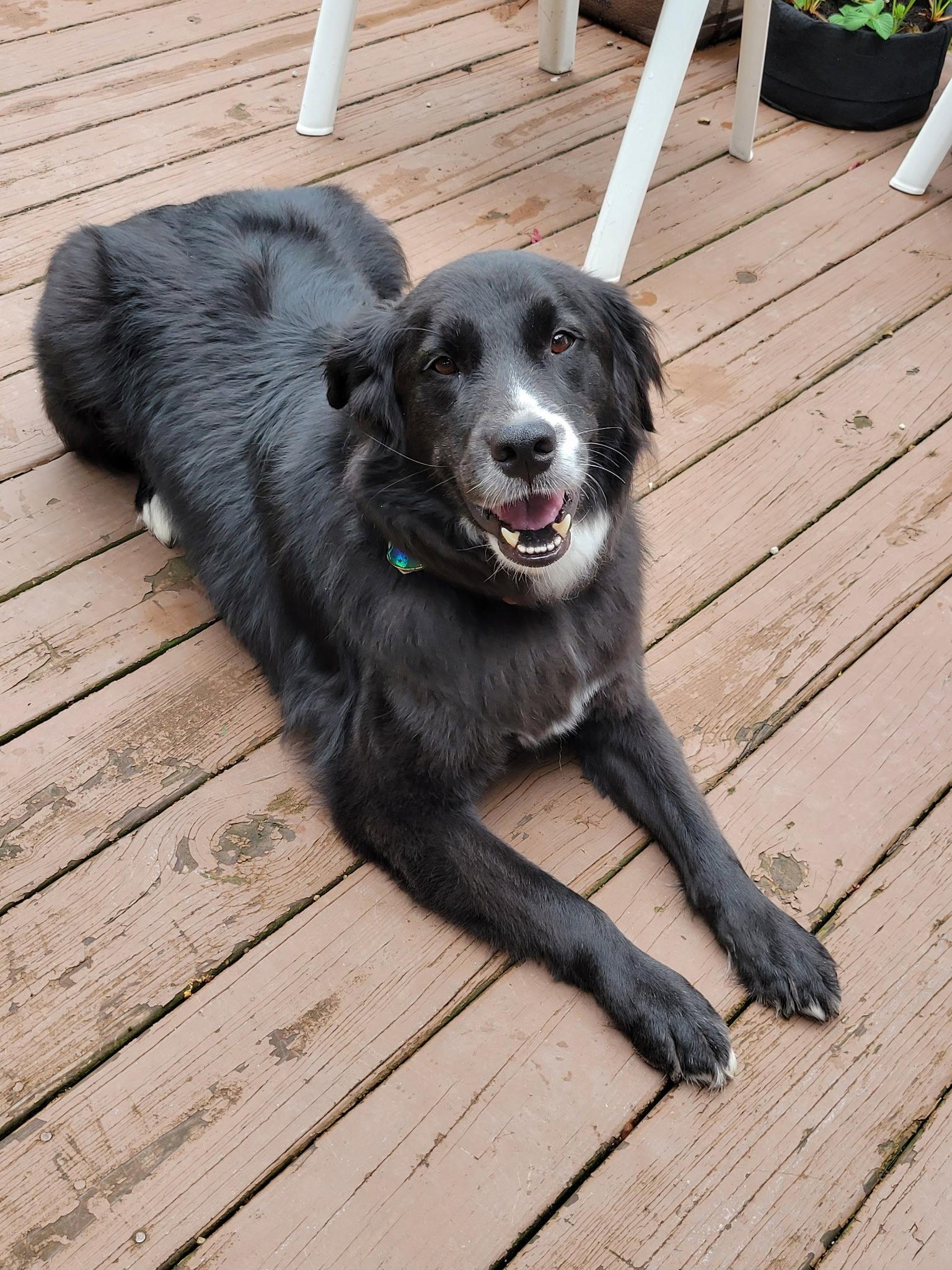 Percy-the super smart lover boy, a Adopted mixed breed in Rootstown, OH image 2/3