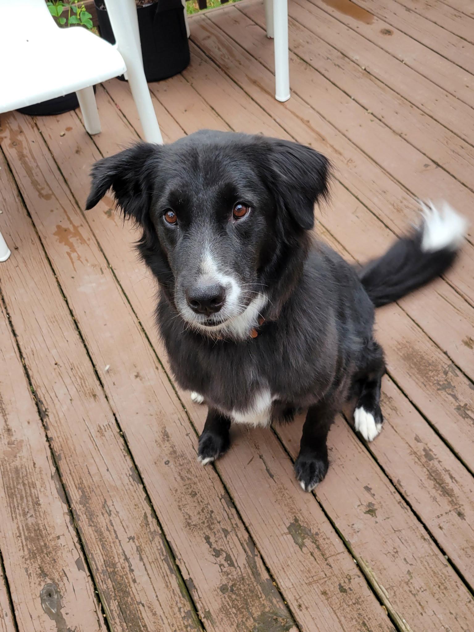 Percy-the super smart lover boy, a Adopted mixed breed in Rootstown, OH image 3/3