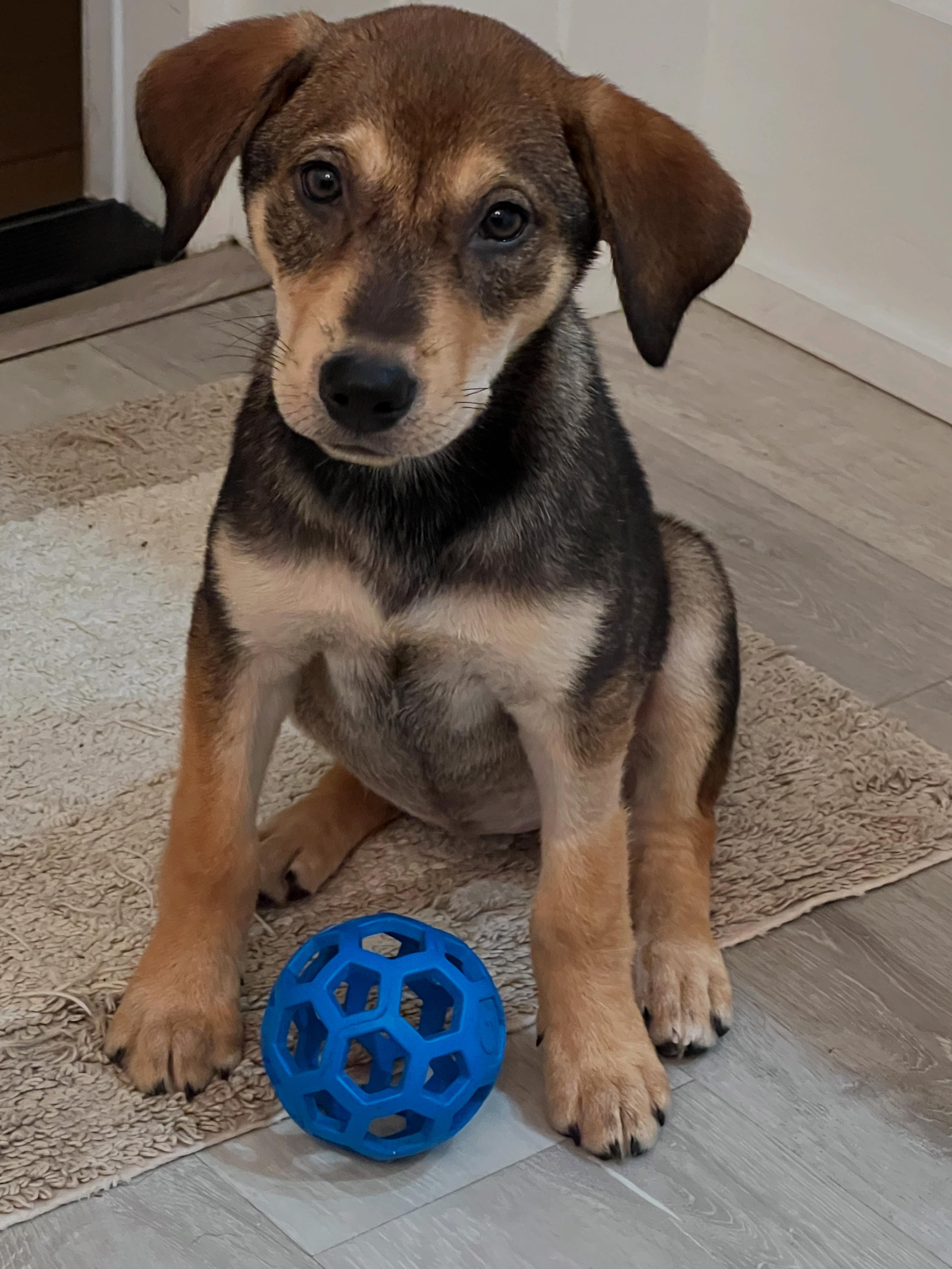 Greta, adopted, Puppy Female Shepherd & Labrador Retriever.