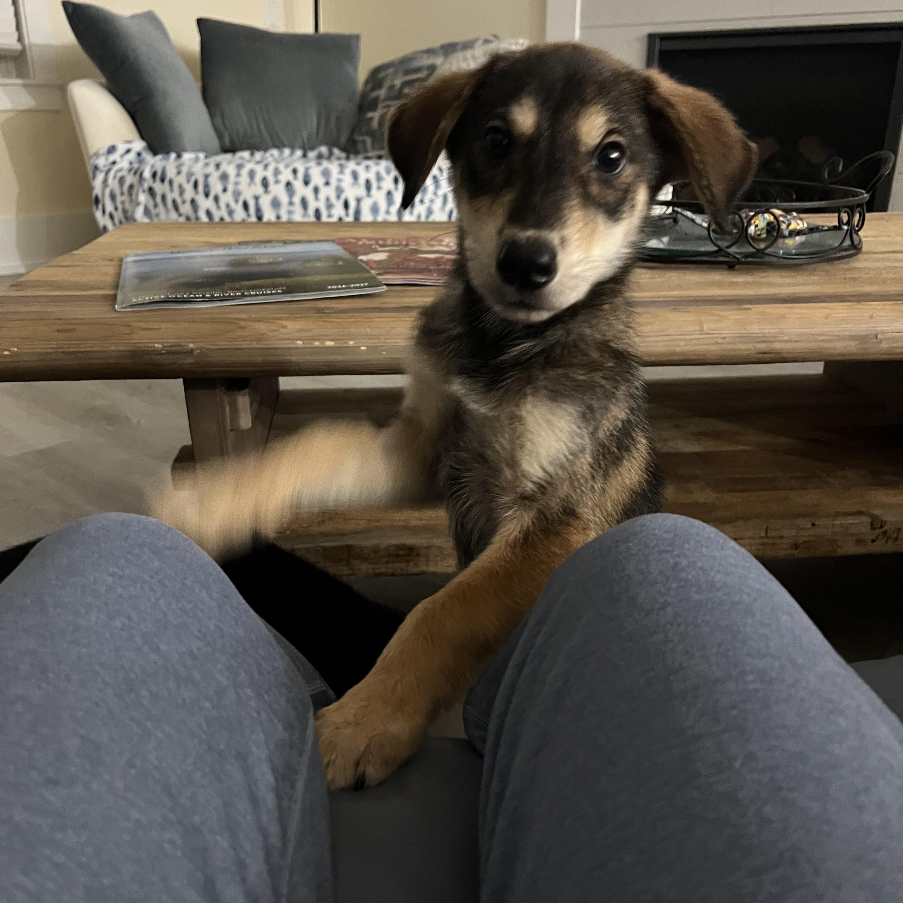 Greta, an adopted mixed breed in St Augustine, FL image 3/4