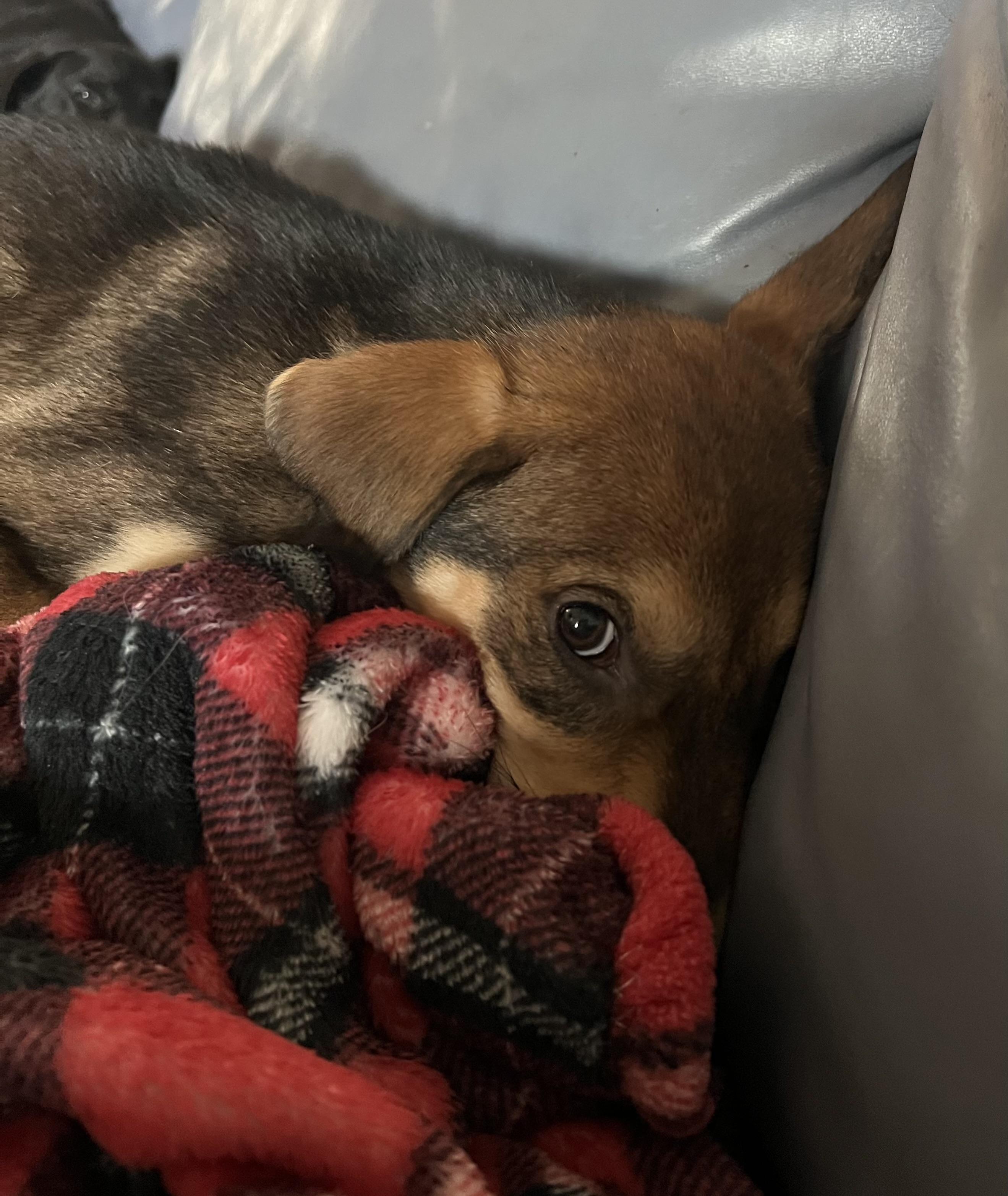 Greta, an adopted mixed breed in St Augustine, FL image 4/4