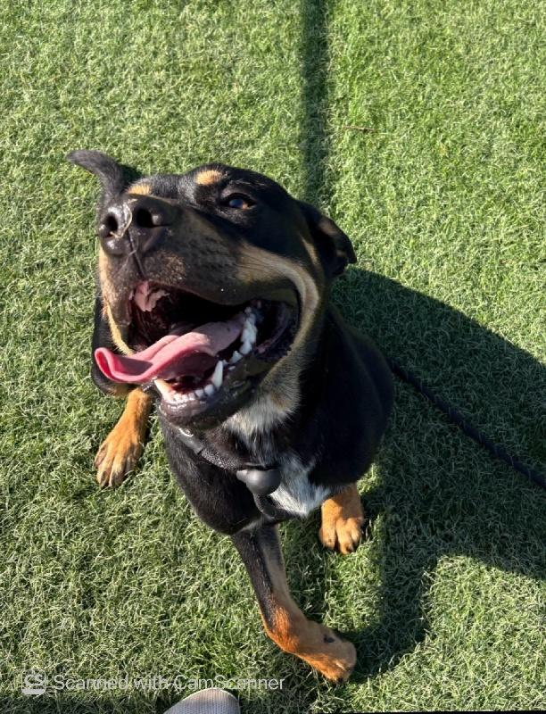 Charlie, an adopted mixed breed in Aurora, IL image 2/4