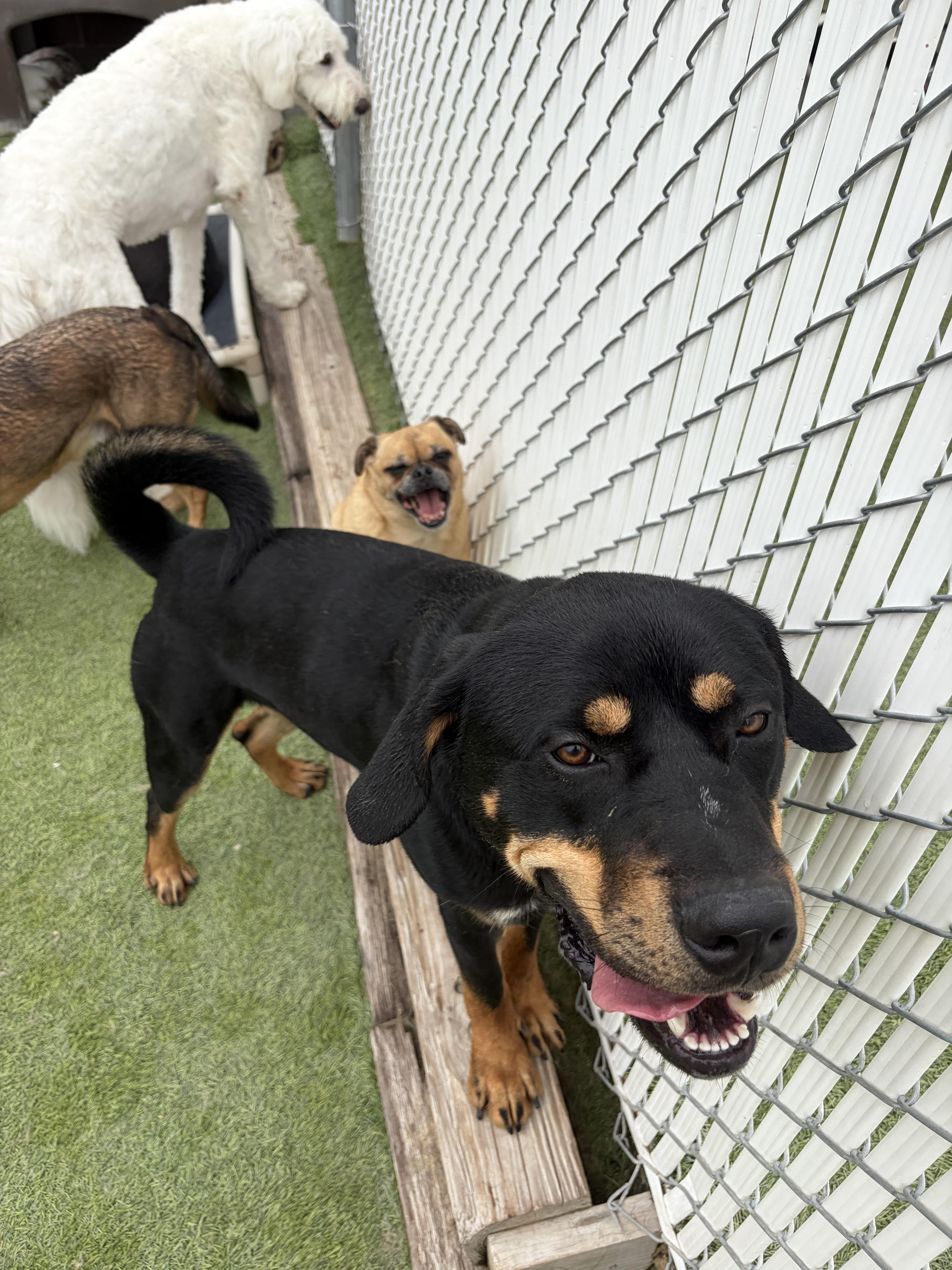Charlie, adopted, Adult Male Rottweiler & Shepherd.