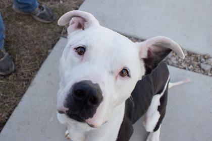 Justice, a Adoptable mixed breed in Kansas City, MO image 1/3