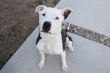 Justice, a Adoptable mixed breed in Kansas City, MO image 2/3