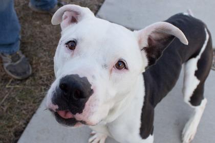 Justice, a Adoptable mixed breed in Kansas City, MO image 3/3