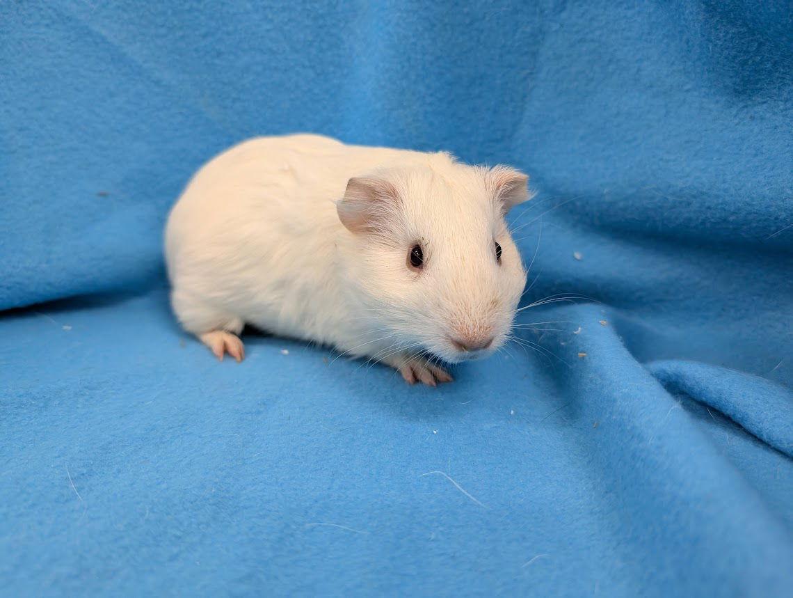 Enlarge Jaxon & Louise, a Adoptable Guinea Pig in Baton Rouge, LA image 1/3