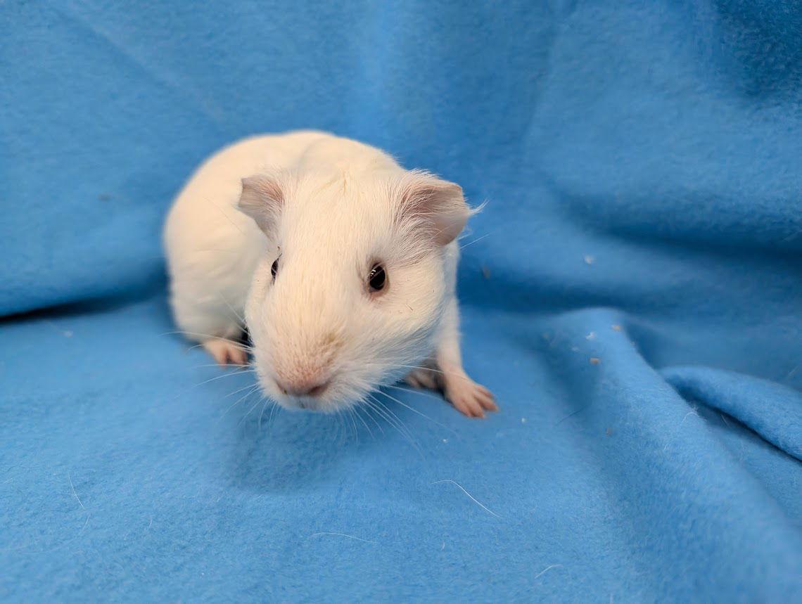 Enlarge Jaxon & Louise, a Adoptable Guinea Pig in Baton Rouge, LA image 2/3