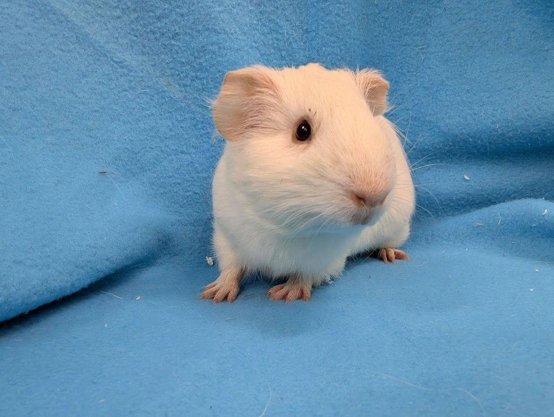 Jaxon & Louise, Adoptable, Adult Male Guinea Pig.