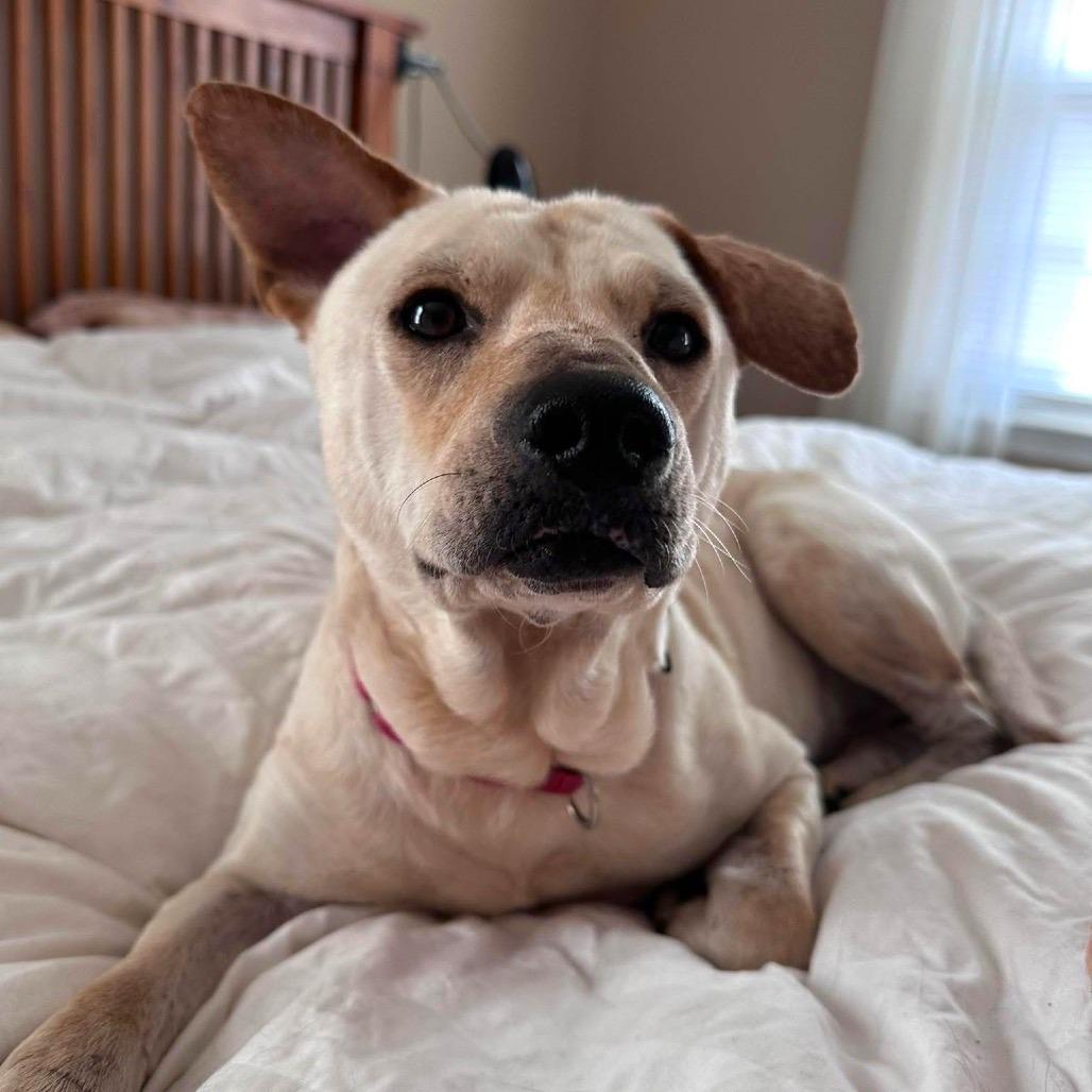 Enlarge Milo, a Adoptable Mixed Breed in Fredericksburg, VA image 1/5