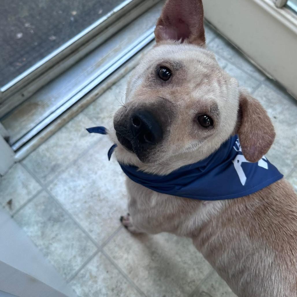 Patchwork, Adoptable, Adult Male Mixed Breed.