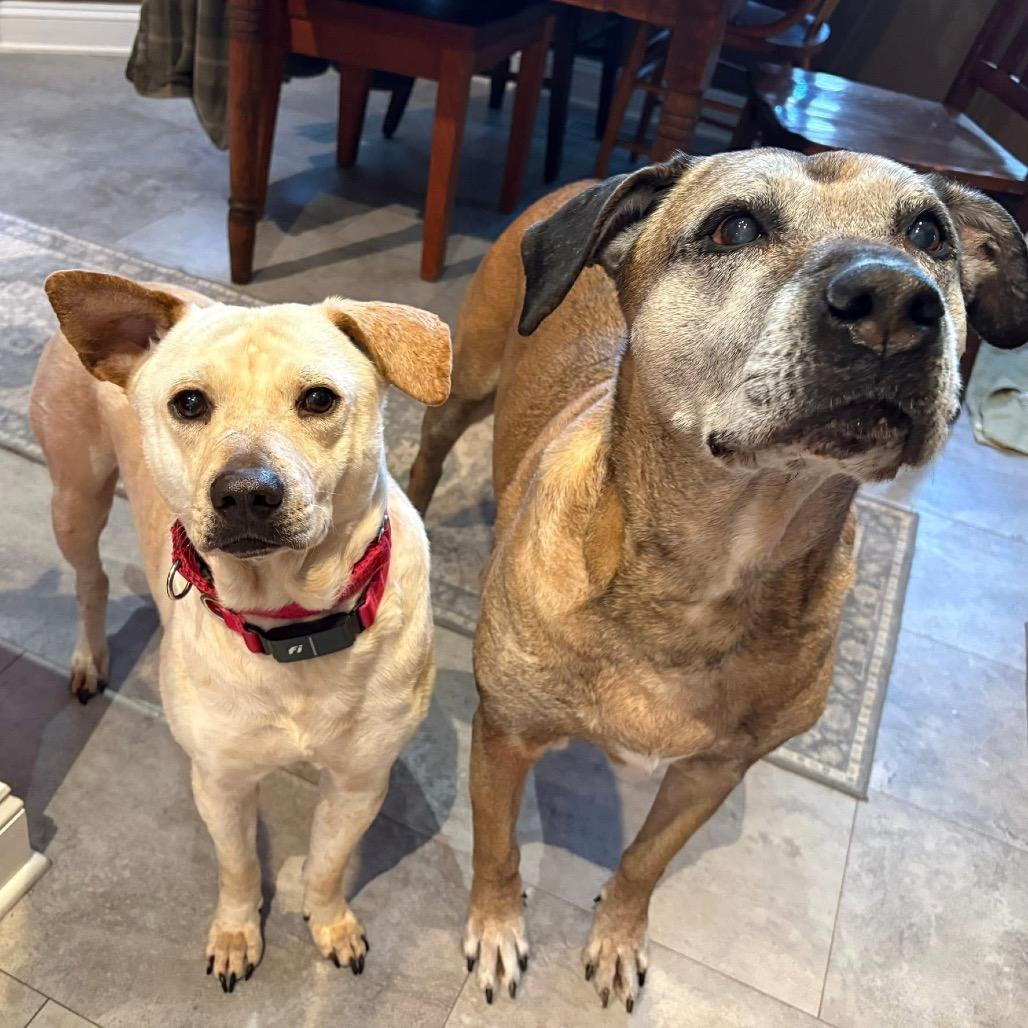 Enlarge Milo, a Adoptable Mixed Breed in Fredericksburg, VA image 3/5