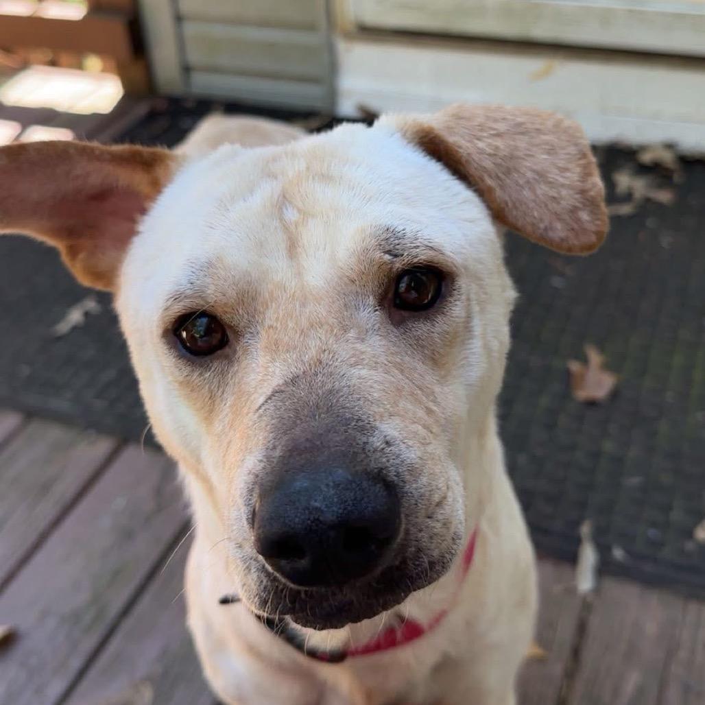 Enlarge Patchwork, a Adoptable Mixed Breed in Fredericksburg, VA image 2/6