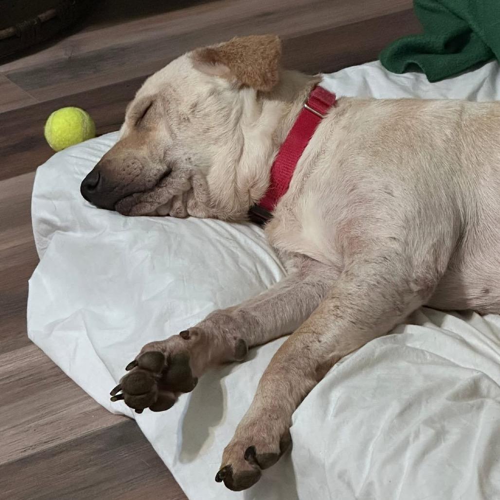 Enlarge Patchwork, a Adoptable Mixed Breed in Fredericksburg, VA image 3/6