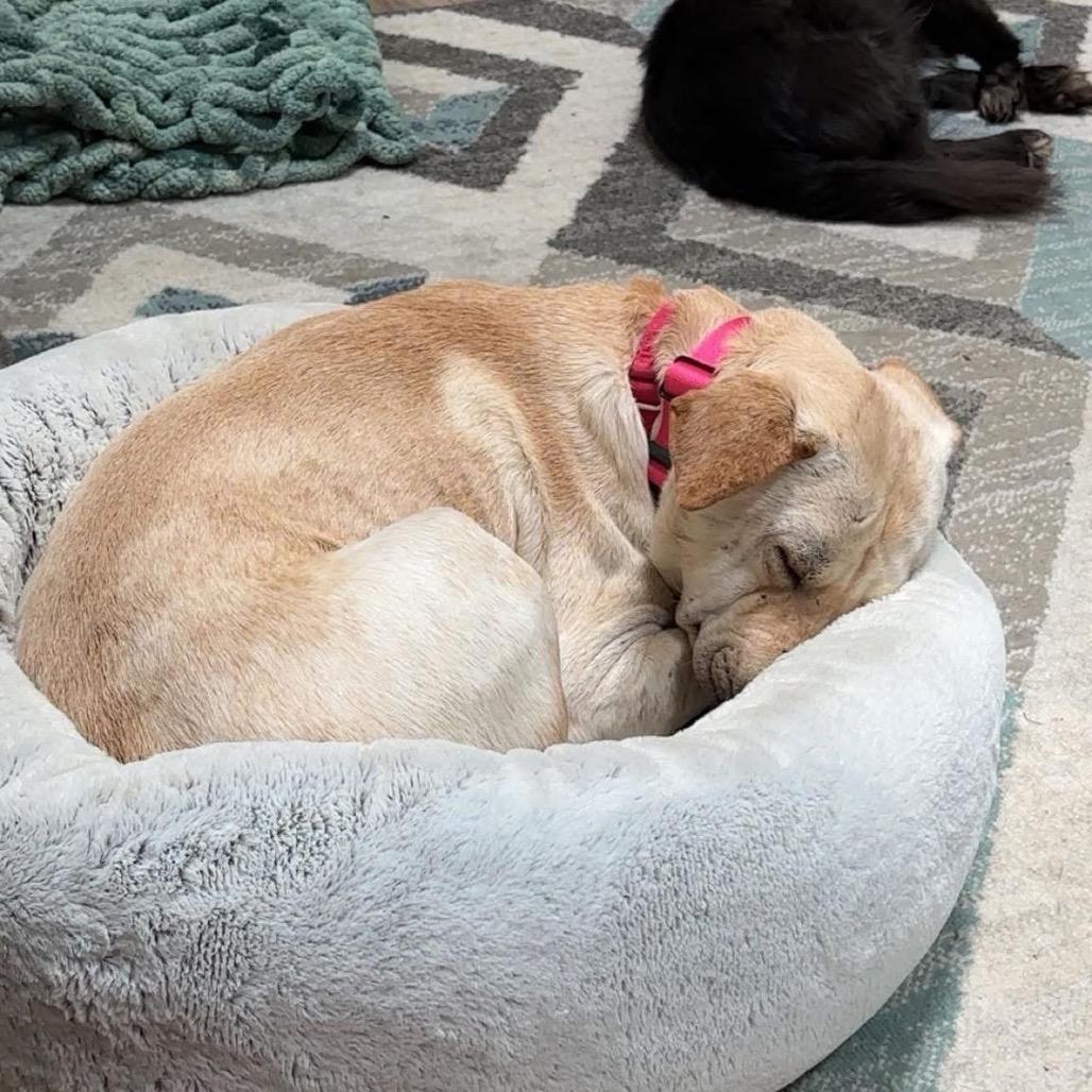 Patchwork, a Adoptable Mixed Breed in Fredericksburg, VA image 5/6