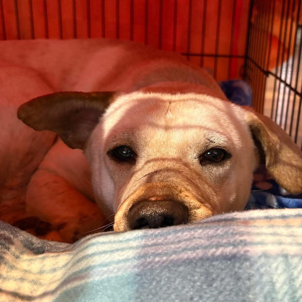 Enlarge Milo, a Adoptable Mixed Breed in Fredericksburg, VA image 2/4