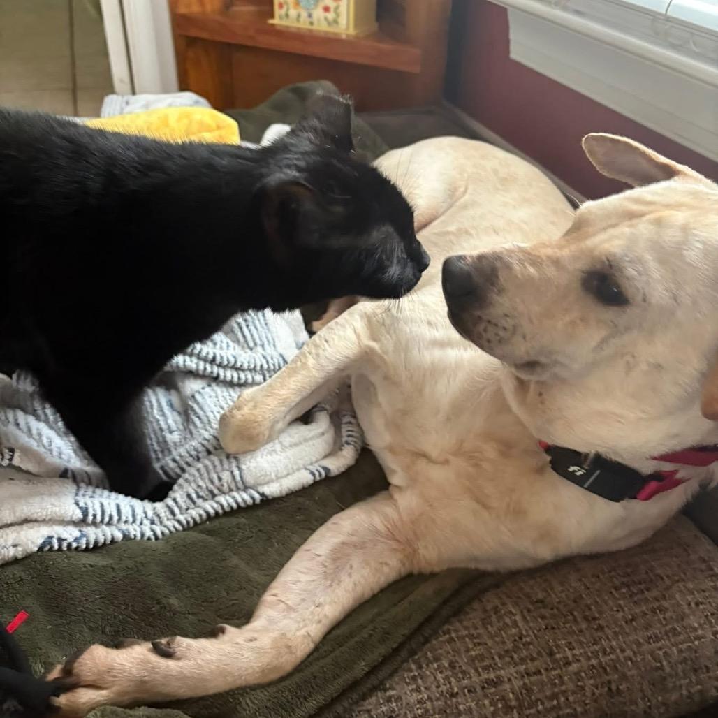 Enlarge Milo, a Adoptable Mixed Breed in Fredericksburg, VA image 4/5