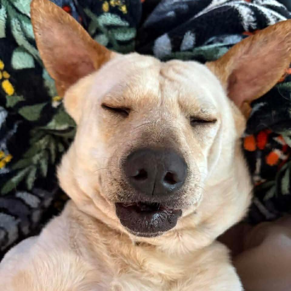 Enlarge Milo, a Adoptable Mixed Breed in Fredericksburg, VA image 3/4