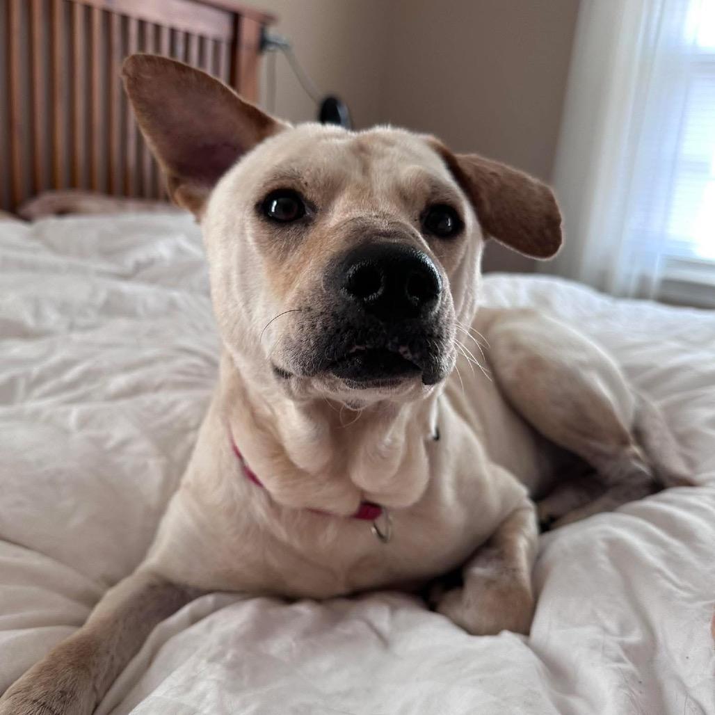 Enlarge Patchwork, a Adoptable Mixed Breed in Fredericksburg, VA image 4/6