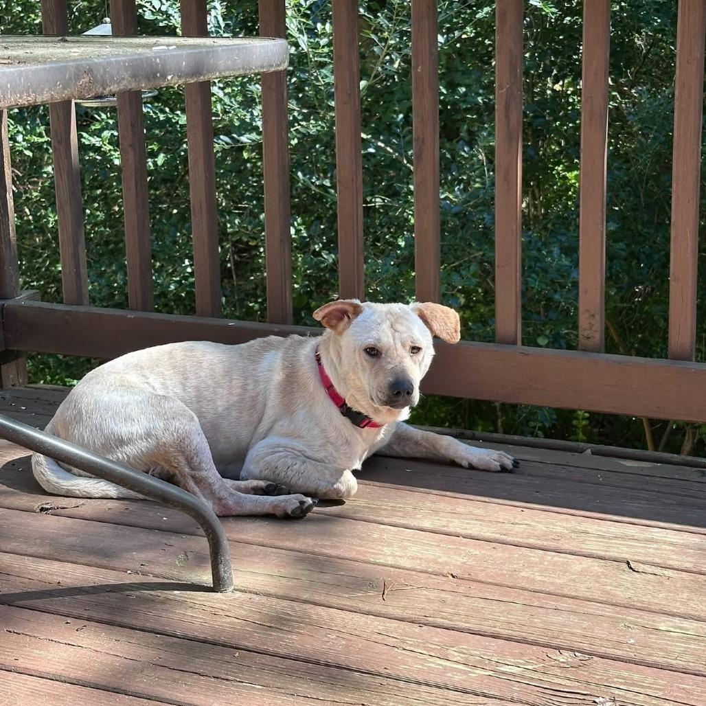 Enlarge Patchwork, a Adoptable Mixed Breed in Fredericksburg, VA image 6/6