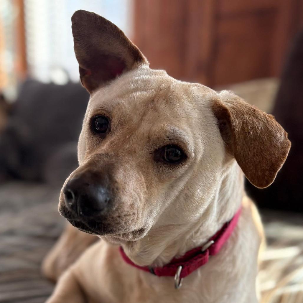 Enlarge Milo, a Adoptable Mixed Breed in Fredericksburg, VA image 5/5