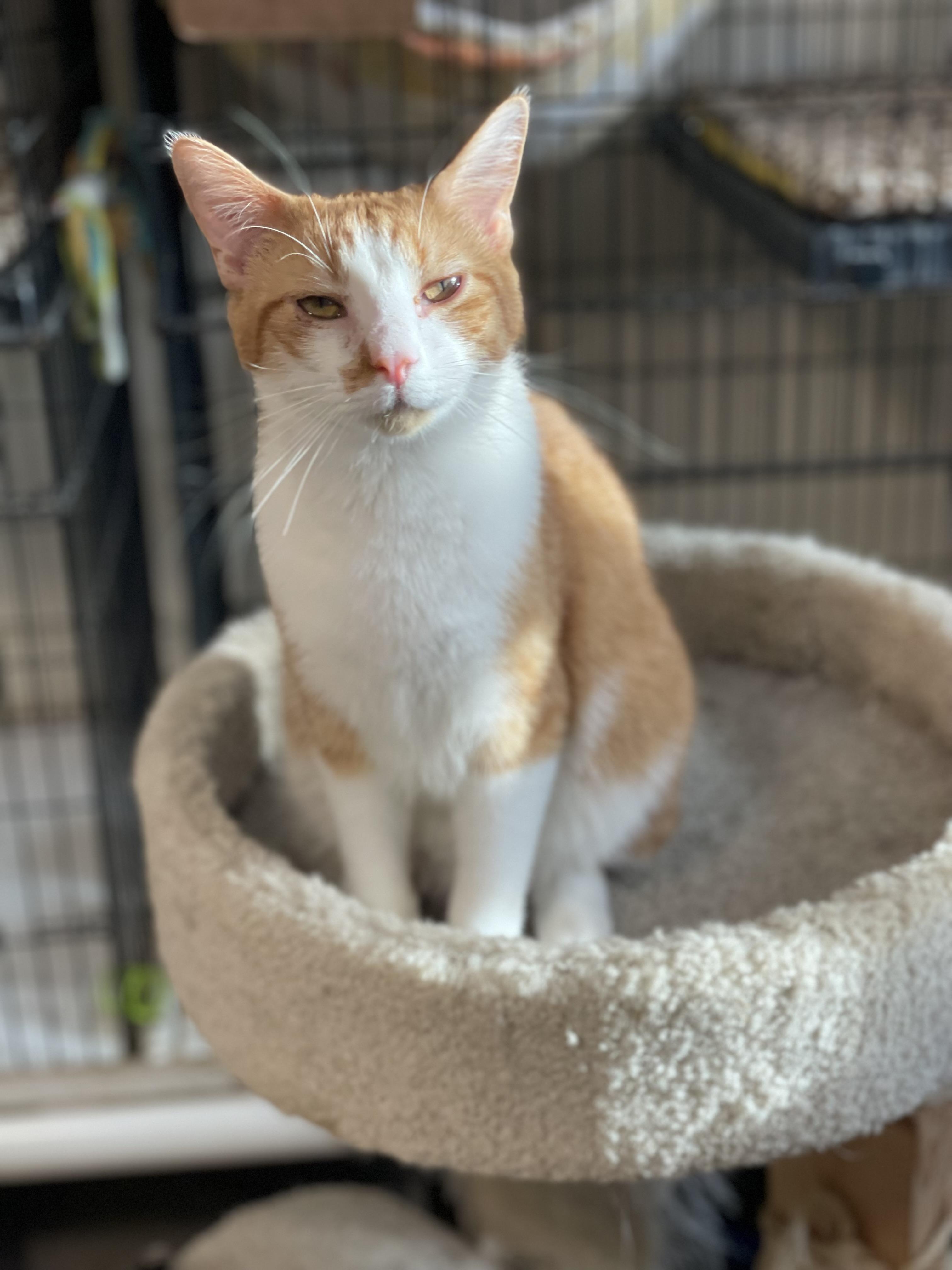 Enlarge Harris, an adoptable mixed breed in Lacon, IL image 5/5