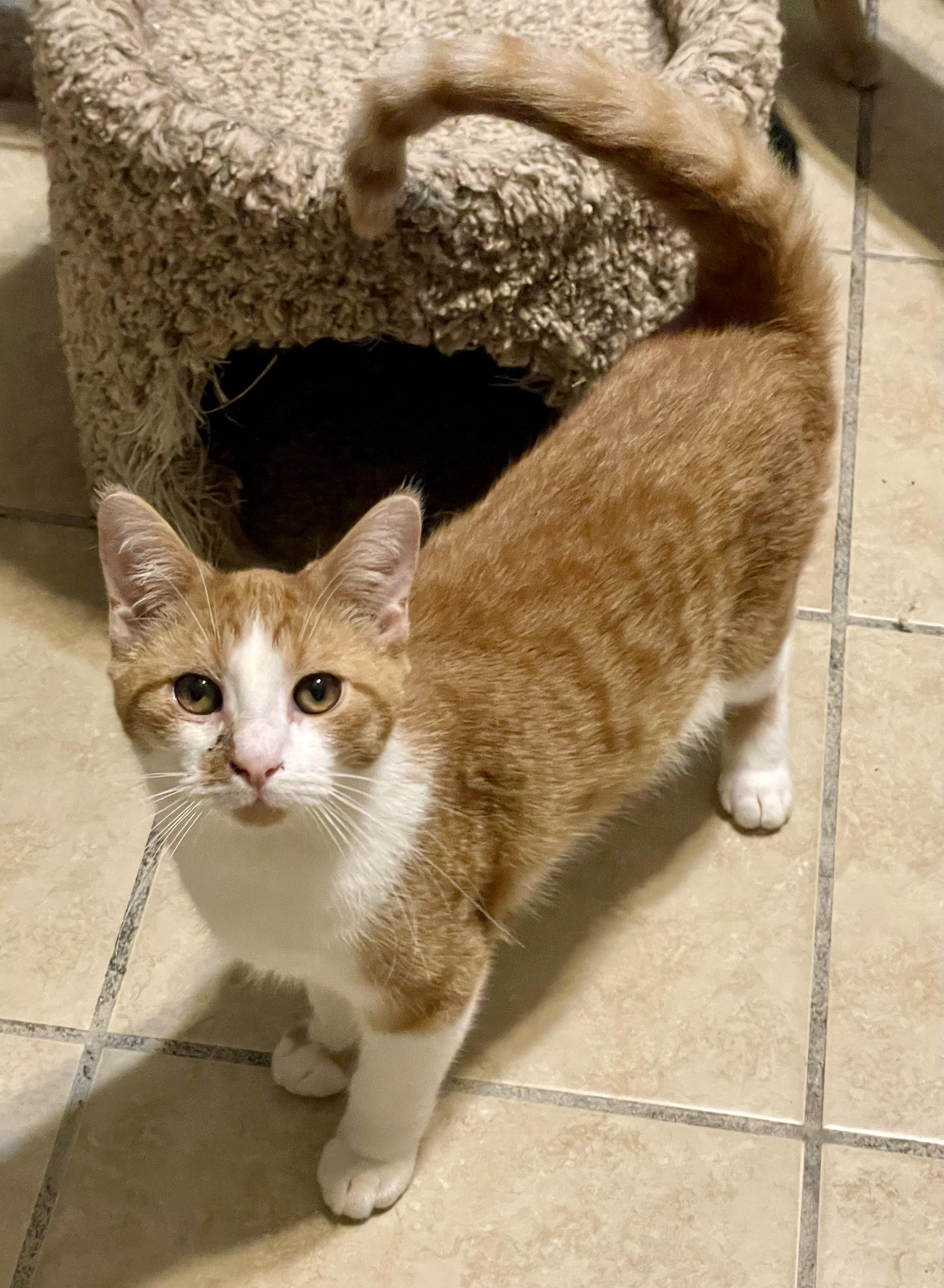 Enlarge Harris, an adoptable mixed breed in Lacon, IL image 3/5