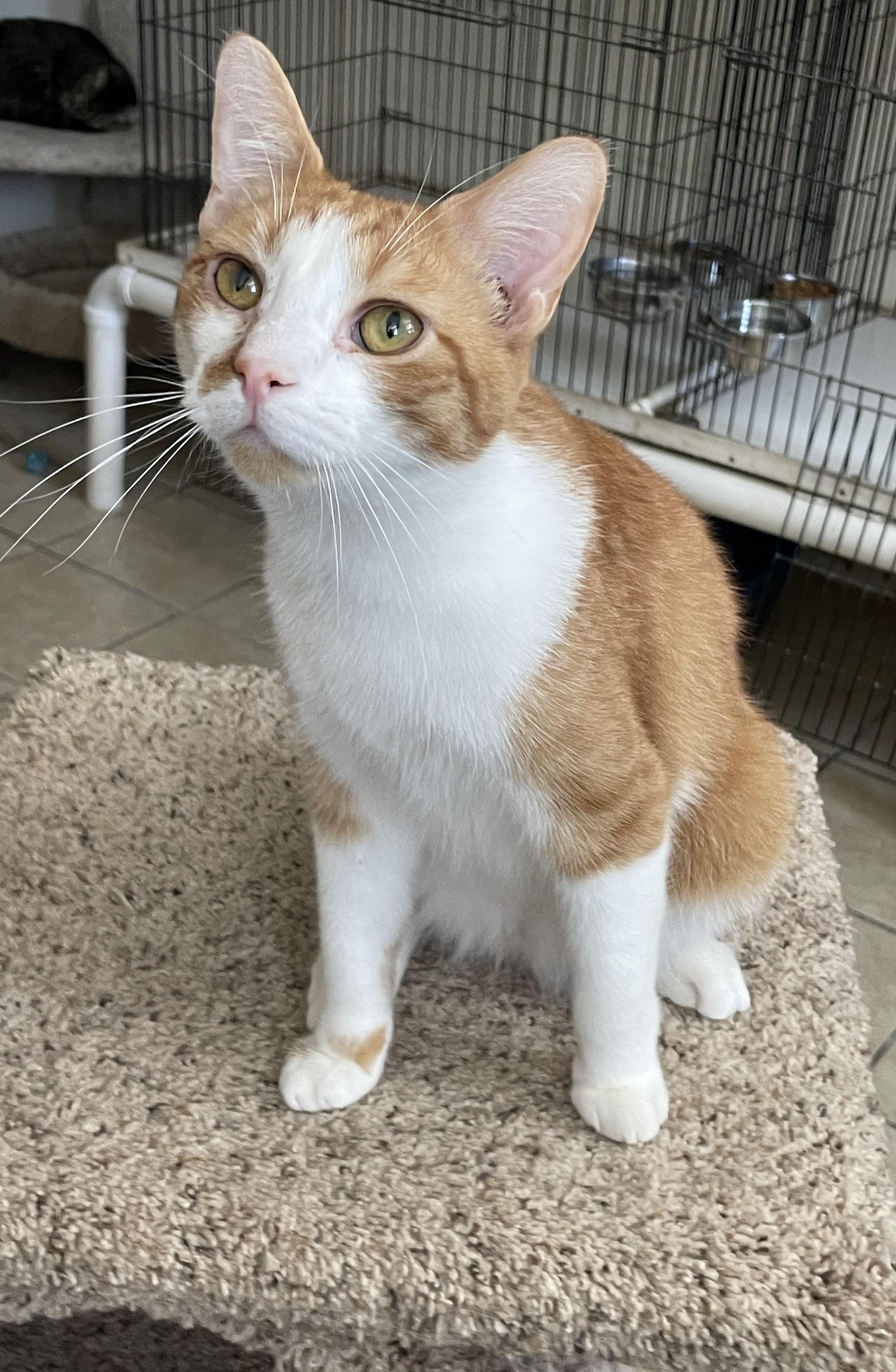 Harris, adoptable, Young Male Domestic Short Hair.