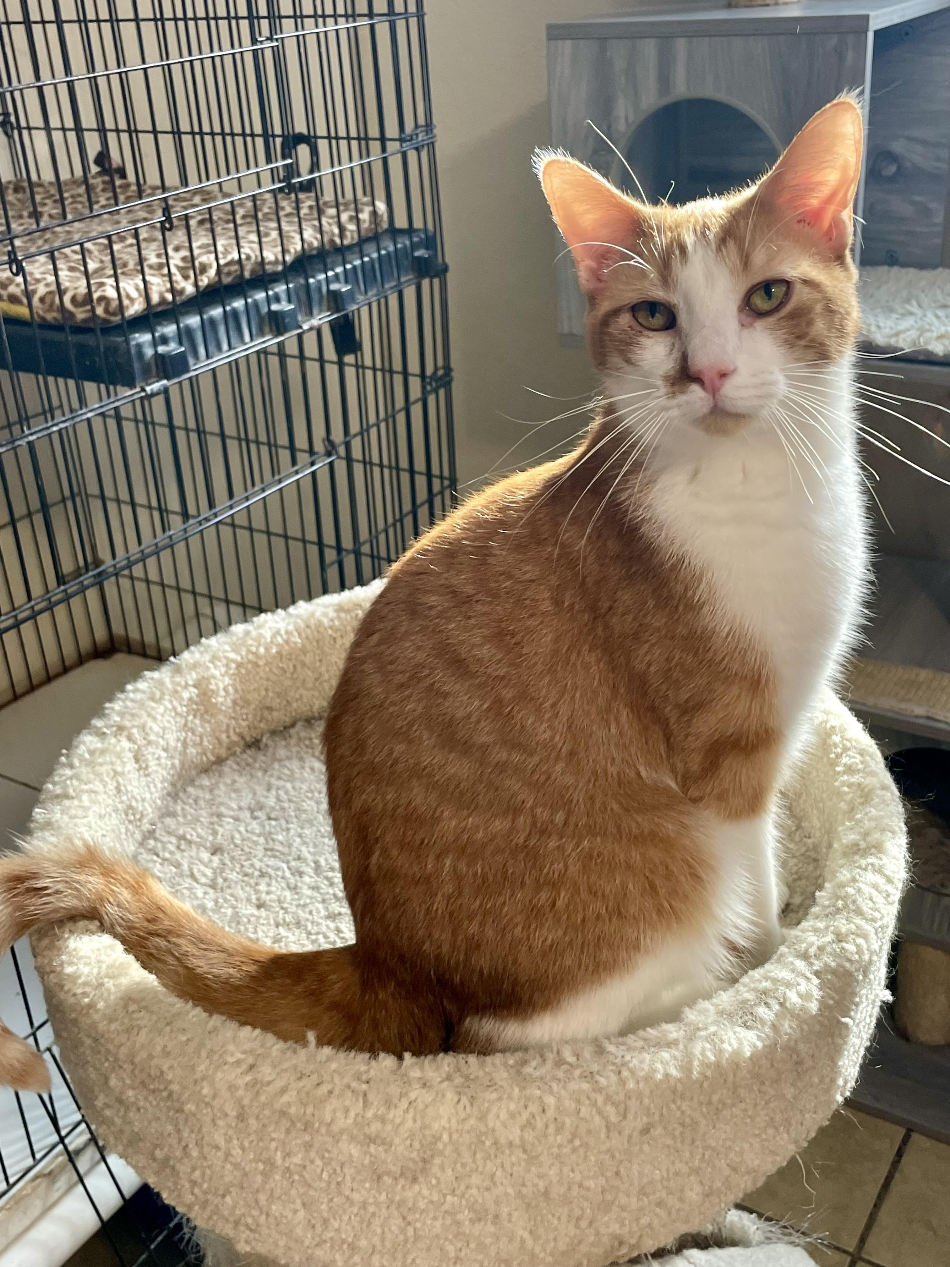 Enlarge Harris, an adoptable mixed breed in Lacon, IL image 2/5