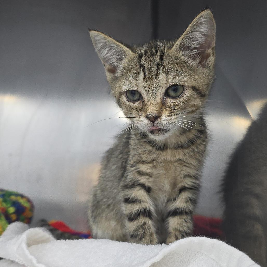 Strawberry Jam 26-0179, Adoptable, Kitten Female Domestic Short Hair.