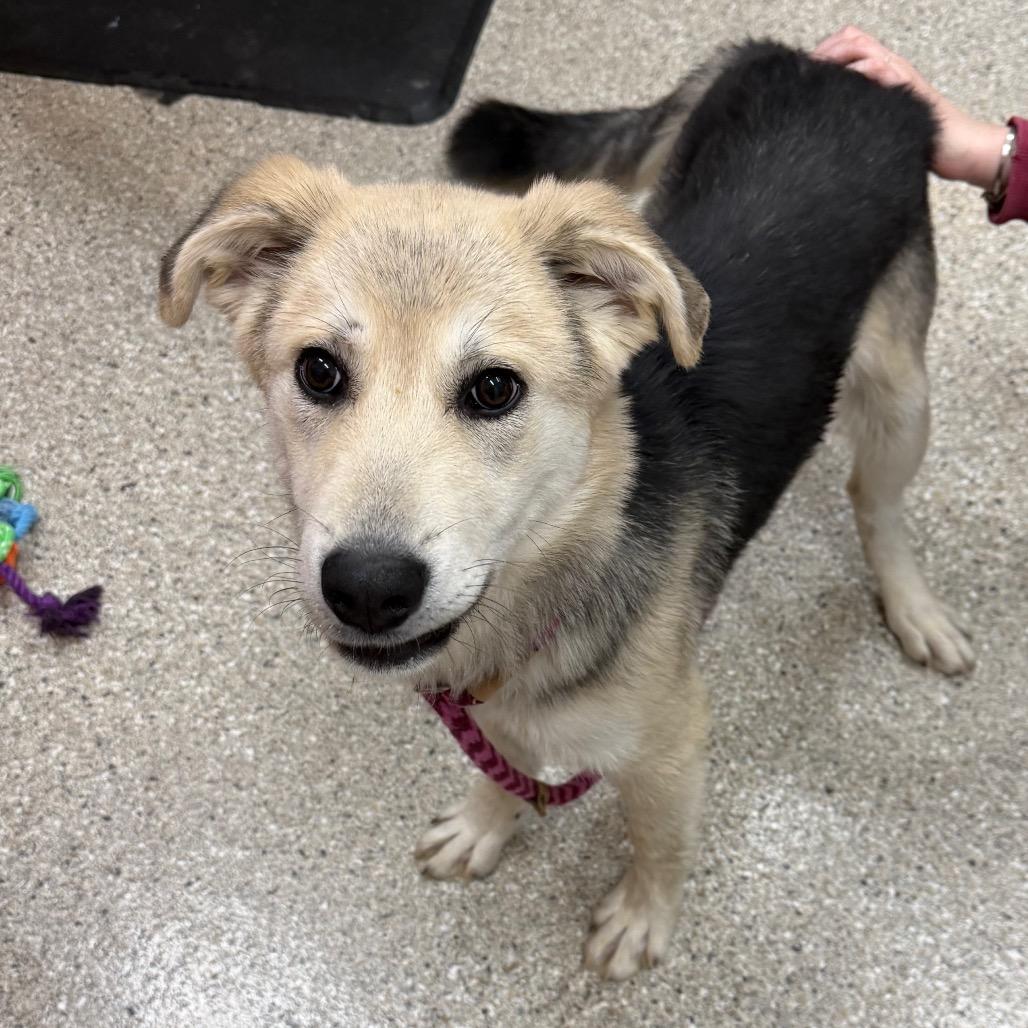 Enlarge Kobuk, a Adoptable German Shepherd Dog in Detroit Lakes, MN image 1/1
